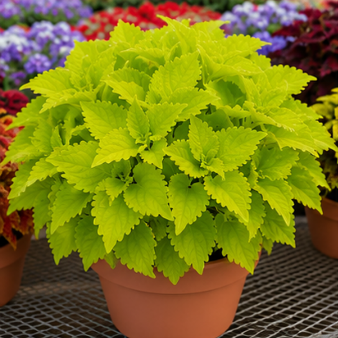 🌿Coleus svogūnėliai🌷 – Užpildykite savo sodą spalvomis🌈-LT
