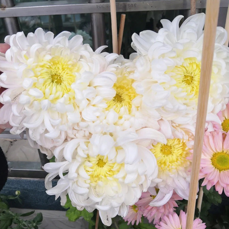 🌺Cvet elegance🌼Semena orjaške krizanteme-SI