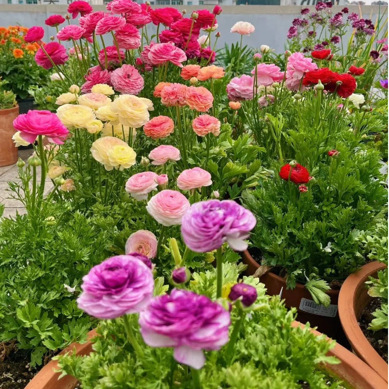 Vėdryno svogūnėliai – subtilūs, elegantiški, nepamirštami 🌸-LT