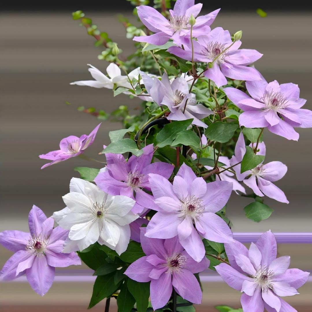 Σπόροι Clematis – η βασίλισσα των αμπελιών-GR