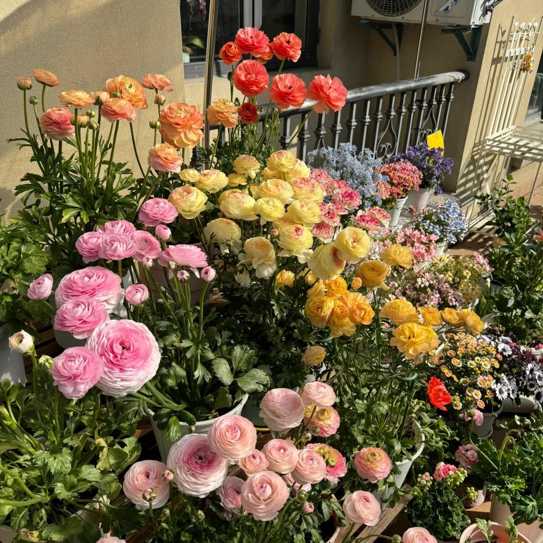 Čebulice maslenice – nežne, elegantne, nepozabne 🌸-SI