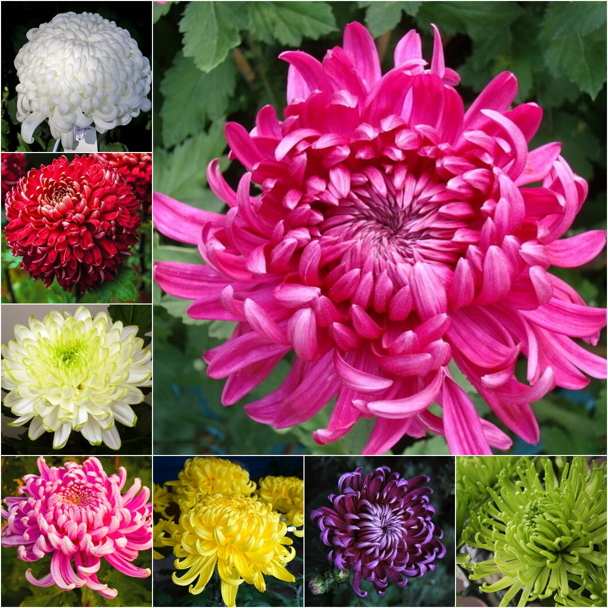 🌺Cvet elegance🌼Semena orjaške krizanteme-SI