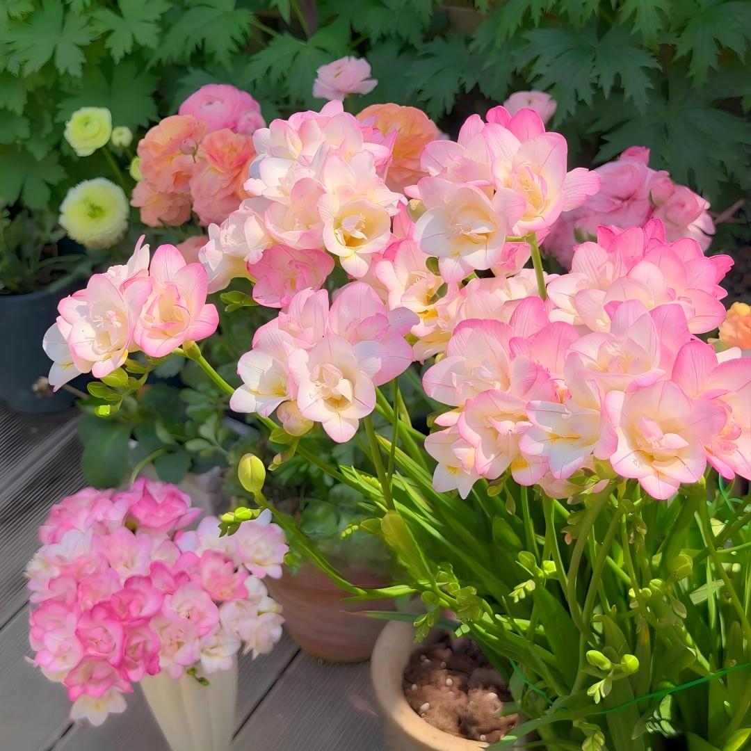 🌷Čebuljice frezije - svetovno znana dišava-SI