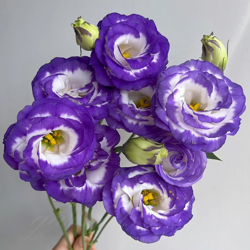 🔥Τελευταία μέρα πώλησης💝Eustoma Thornless Rose💐Σπόροι Lisianthus-GR