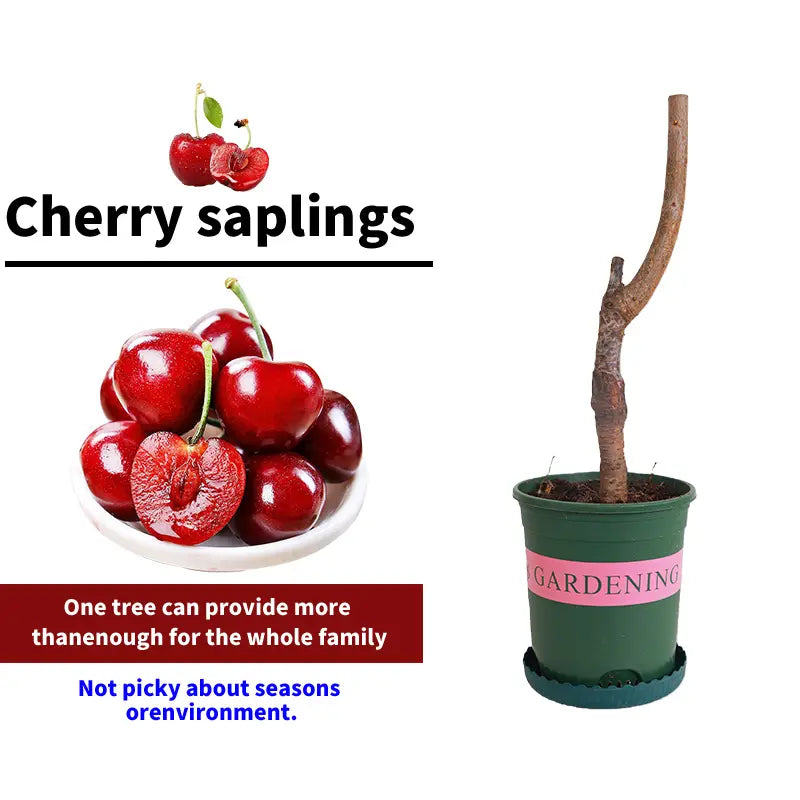 🌱Πολυετής κερασιά🌱Εύκολη φύτευση και ιδανική για κάθε χώρο! | ΤΕΛΕΥΤΑΙΑ ΗΜΕΡΑ ΤΗΣ ΠΡΟΣΦΟΡΑΣ - 25% ΕΚΠΤΩΣΗ🔥-GR