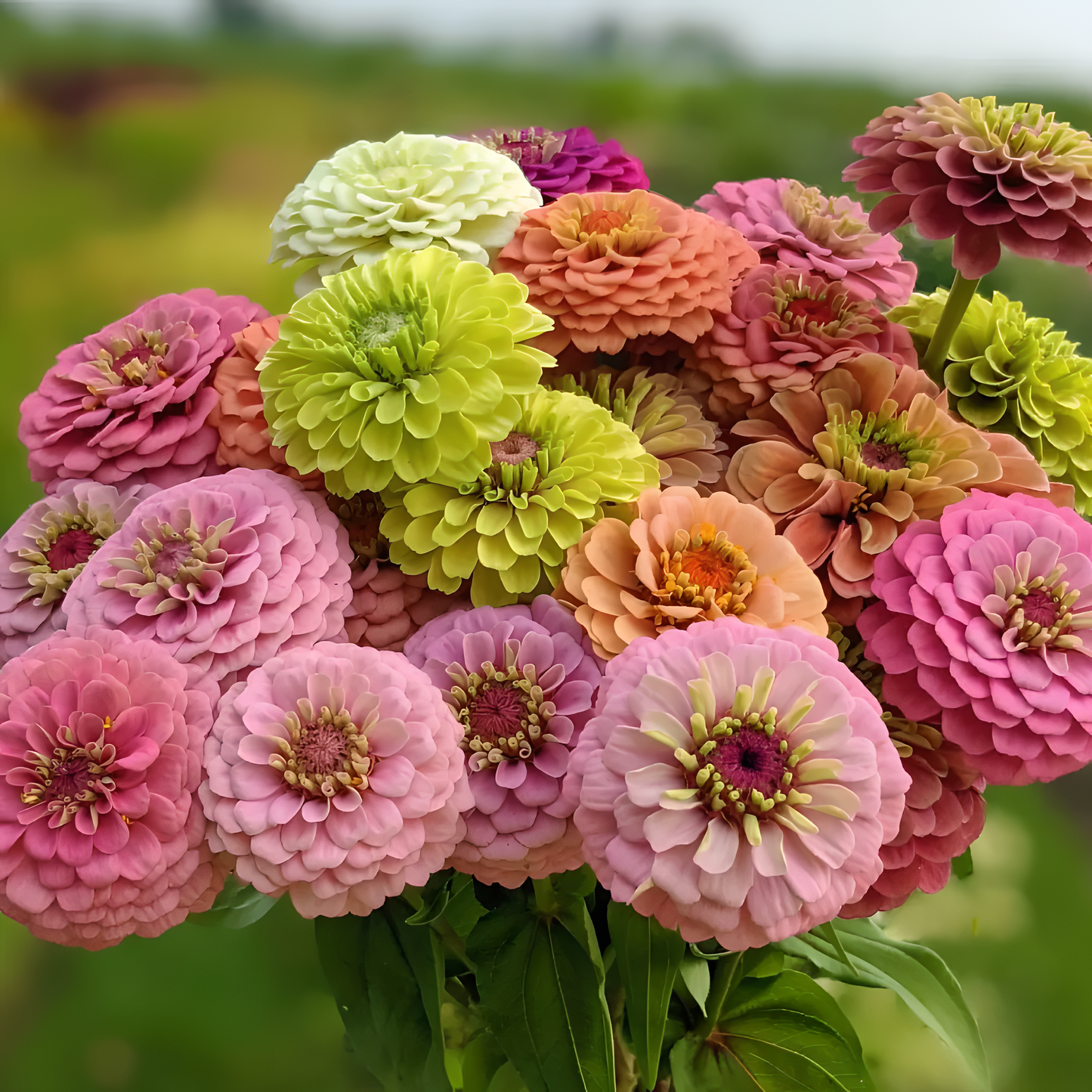 🌺Dvigubos cinijos sėklos mišriomis spalvomis-LT