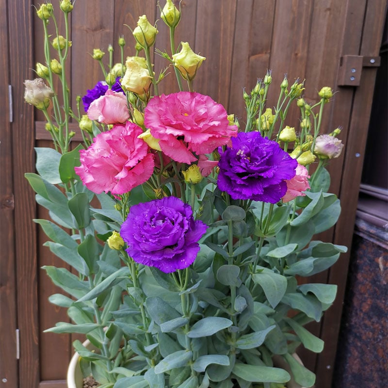 🔥Τελευταία μέρα πώλησης💝Eustoma Thornless Rose💐Σπόροι Lisianthus-GR