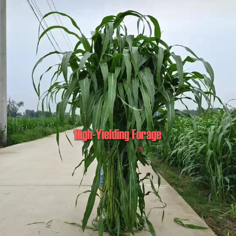 🌿Hibridna sorta sirka in sudanske trave ✅Visokorodno krmno seme-SI