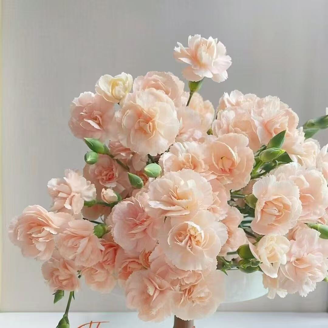 Dišeči vrtni čar – Gojite klasične nageljne, ki navdušijo vsako sezono🌺-SI
