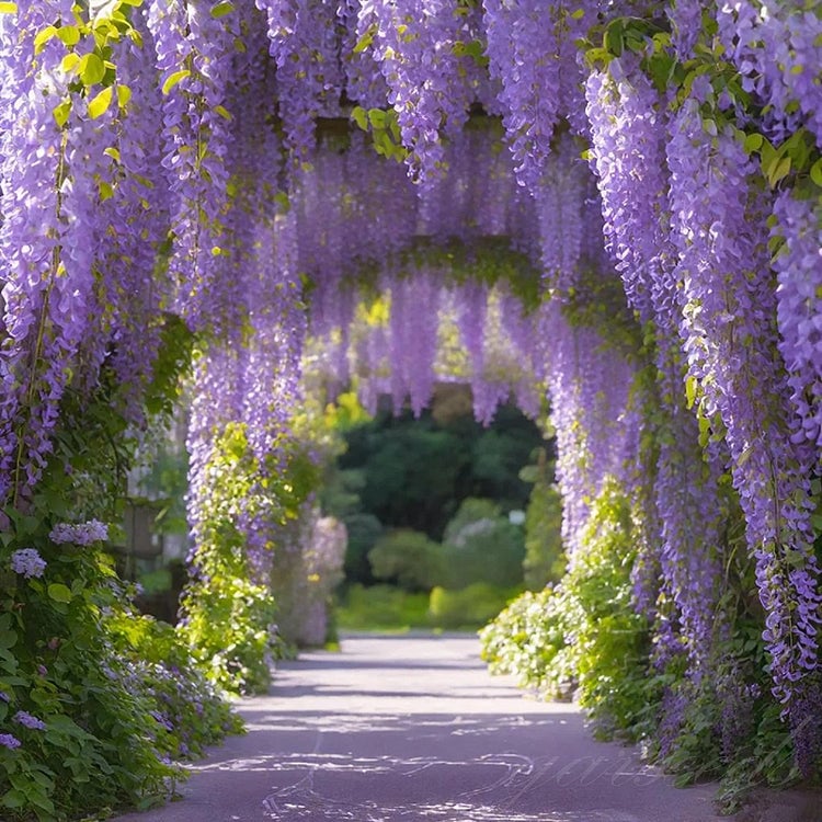 🌸Semena glicinije – Kaskadna lepotica vrta skozi vse leto💗-SI
