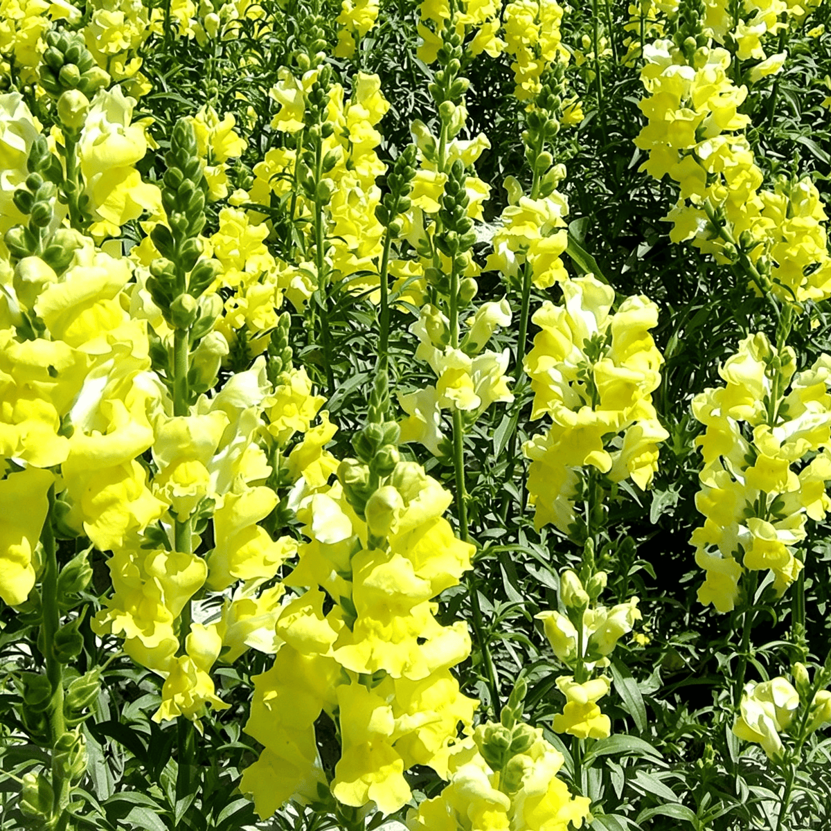 Semena rože Royal Garden Snapdragon – izbira vrtnarjev za visoke, pisane cvetove za rezano cvetje 🌸-SI