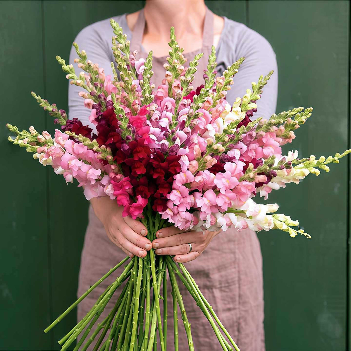 Semena rože Royal Garden Snapdragon – izbira vrtnarjev za visoke, pisane cvetove za rezano cvetje 🌸-SI