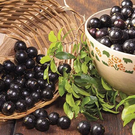 Σπόροι σταφυλιού Jabuticaba-GR