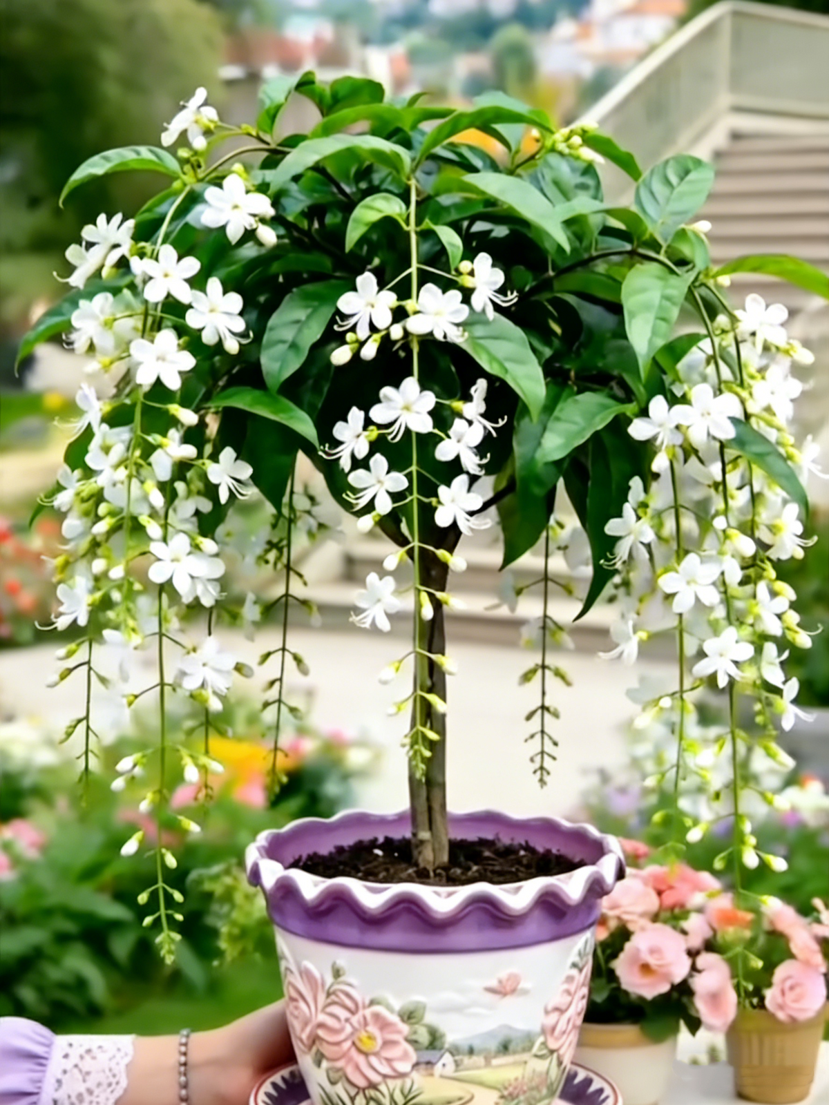 🌸【7 dni kalitve】Zadnji dan do 50 % POPUSTA💐Redke čebulice jokajočih jasminovih cvetov-SI
