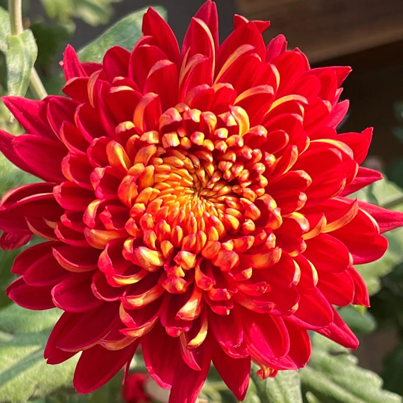 🌺Flor de la Elegancia🌼Semillas de Crisantemo Gigante-ES