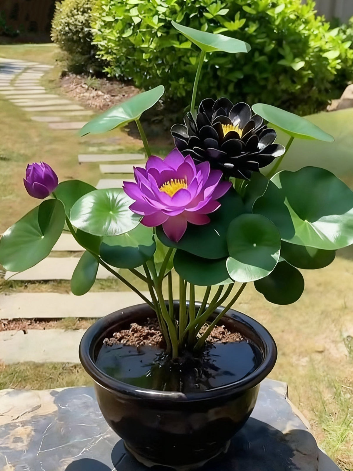🌌💜 Senčni lotos – redka lepotica na vašem vrtu🌸-SI