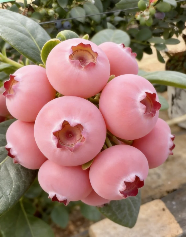 Semena borovnic Pink Bliss – dvojna sladkost-SI