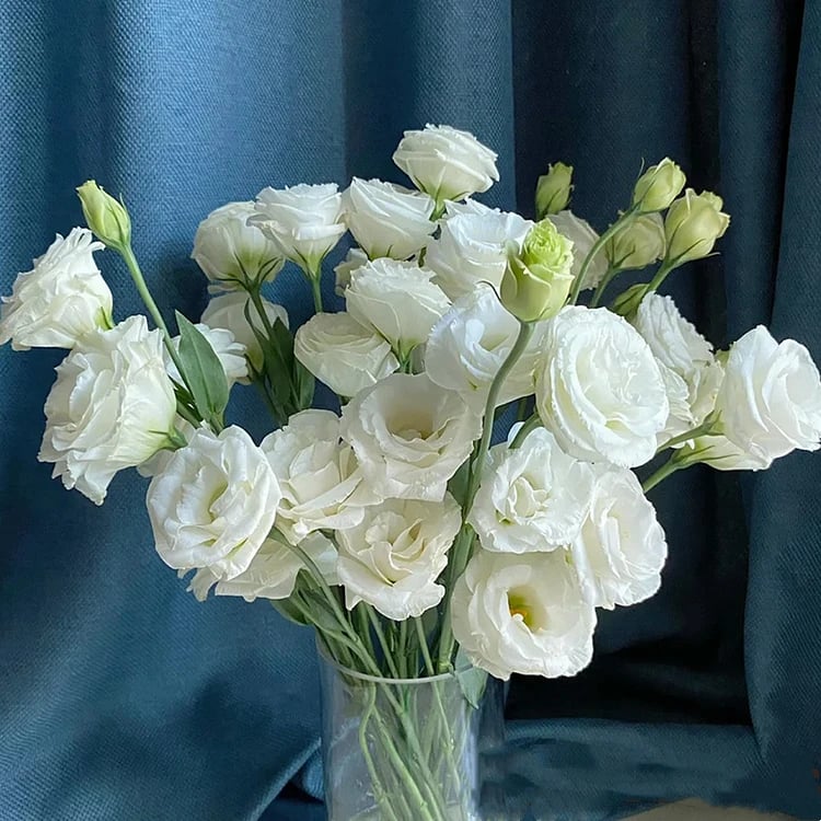 🔥Zadnji dan prodaje💝Eustoma Thornless Rose💐Semena Lisianthusa-SI