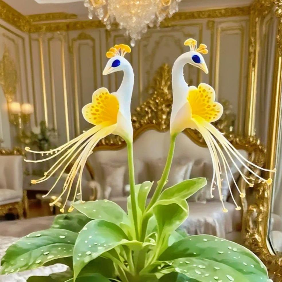 🦚 Pavja orhideja-SI