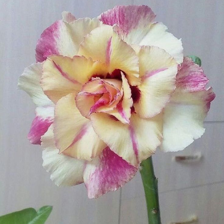 🎁Dykumos rožių svogūnėliai🌵Labai lengva prižiūrėti! 🌸Adenium Obesum svogūnėliai-LT