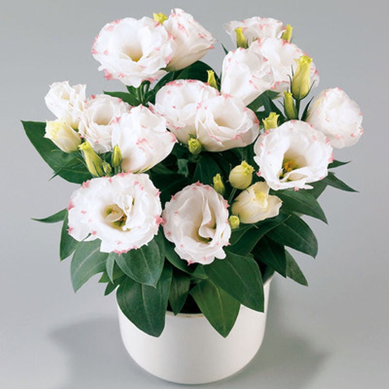 🔥Τελευταία μέρα πώλησης💝Eustoma Thornless Rose💐Σπόροι Lisianthus-GR