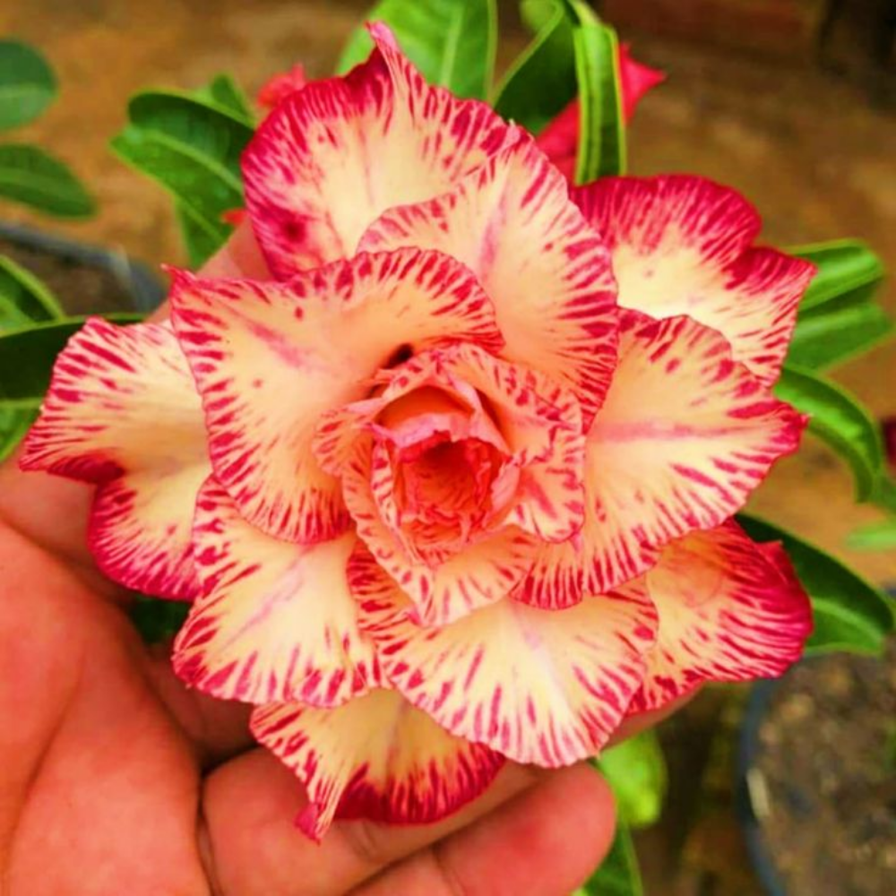 🎁Dykumos rožių svogūnėliai🌵Labai lengva prižiūrėti! 🌸Adenium Obesum svogūnėliai-LT