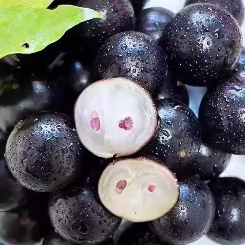 Σπόροι σταφυλιού Jabuticaba-GR