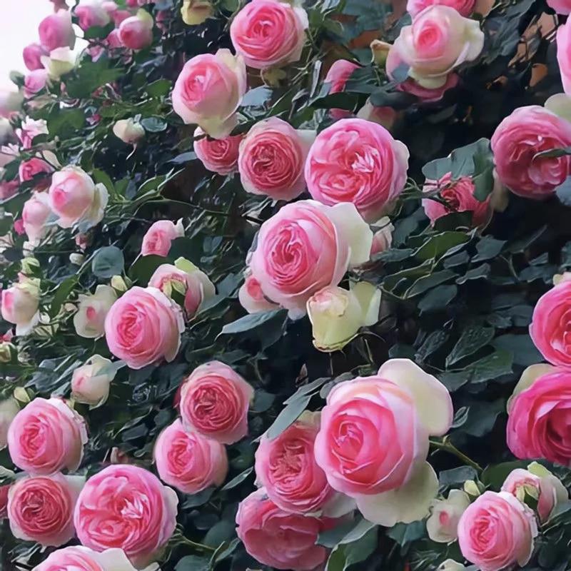 🌈 Aukščiausios kokybės vijoklinės rožės 🌹 Greitai augančios, lengvai prižiūrimos ir labai kvapnios ✨ Puikiai tinka bet kokiam sodui-LT