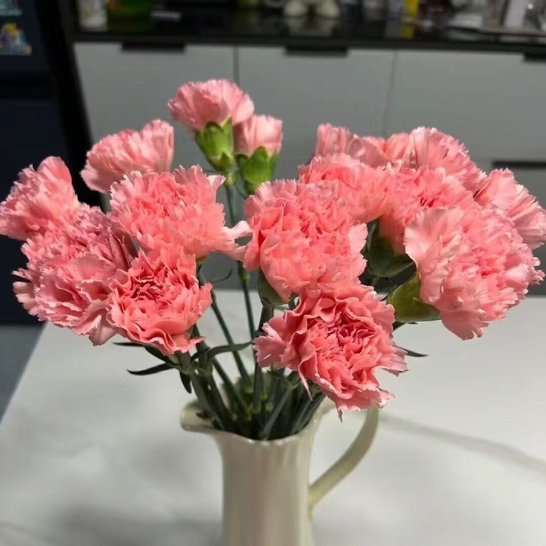 Dišeči vrtni čar – Gojite klasične nageljne, ki navdušijo vsako sezono🌺-SI