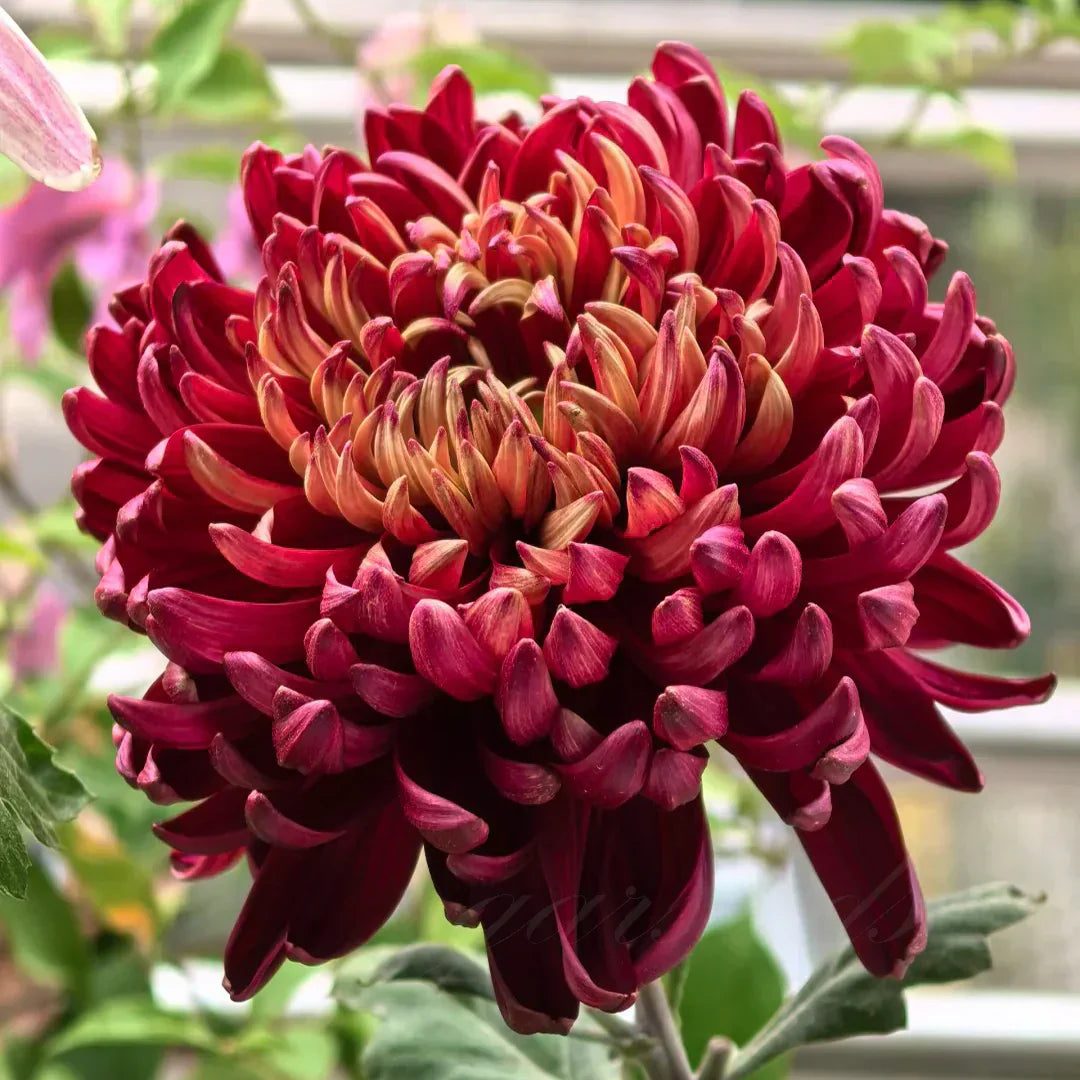 🌺Elegances zieds🌼Milzu krizantēmu sēklas-LV