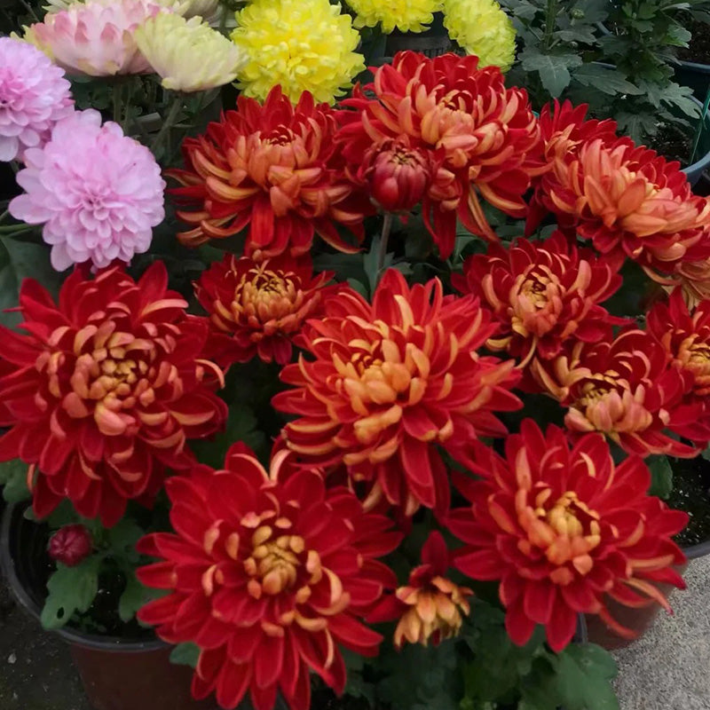 🌺Cvijet elegancije🌼Sjemenke divovskog krizanteme-HR