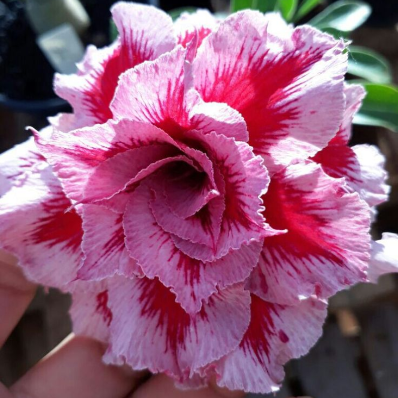 🔥Vzgojite puščavsko kraljico – zdaj po znižani ceni!🎁 😍Rada cveti, dolgo cveti 🌵 Puščavska vrtnica-SI