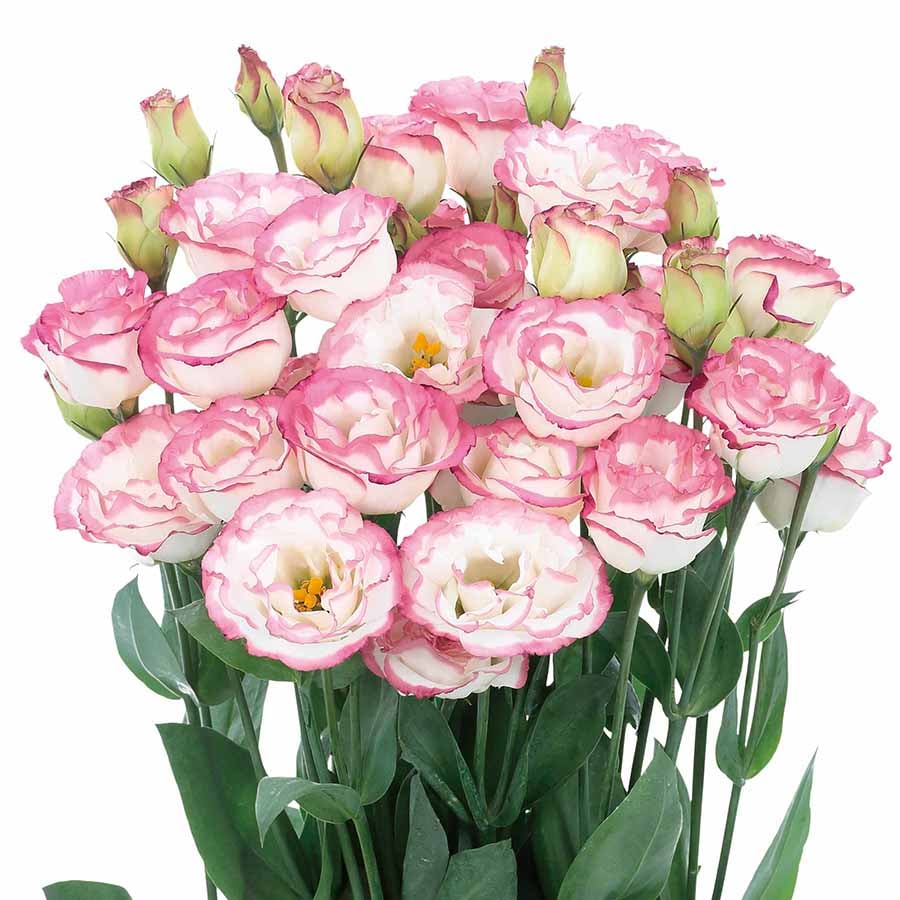 🔥Zadnji dan prodaje💝Eustoma Thornless Rose💐Semena Lisianthusa-SI