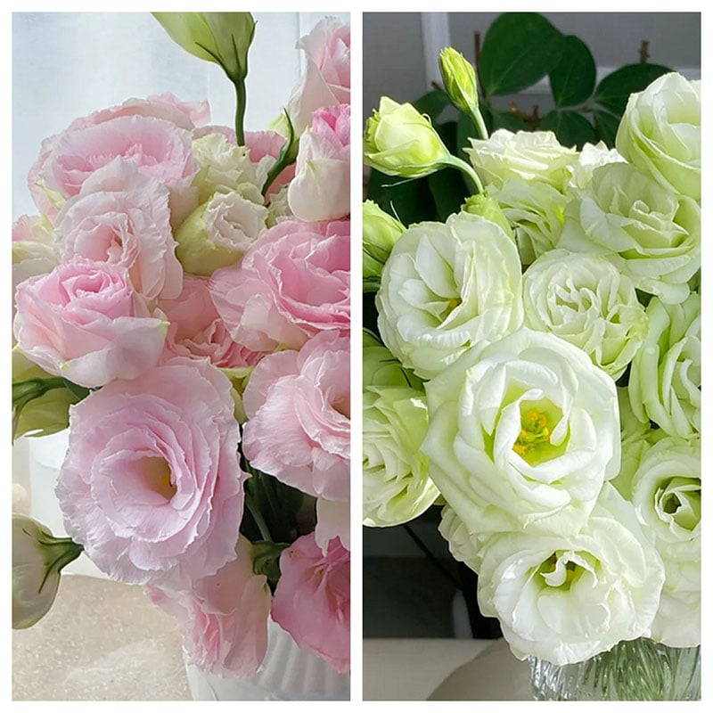 🔥Zadnji dan prodaje💝Eustoma Thornless Rose💐Semena Lisianthusa-SI