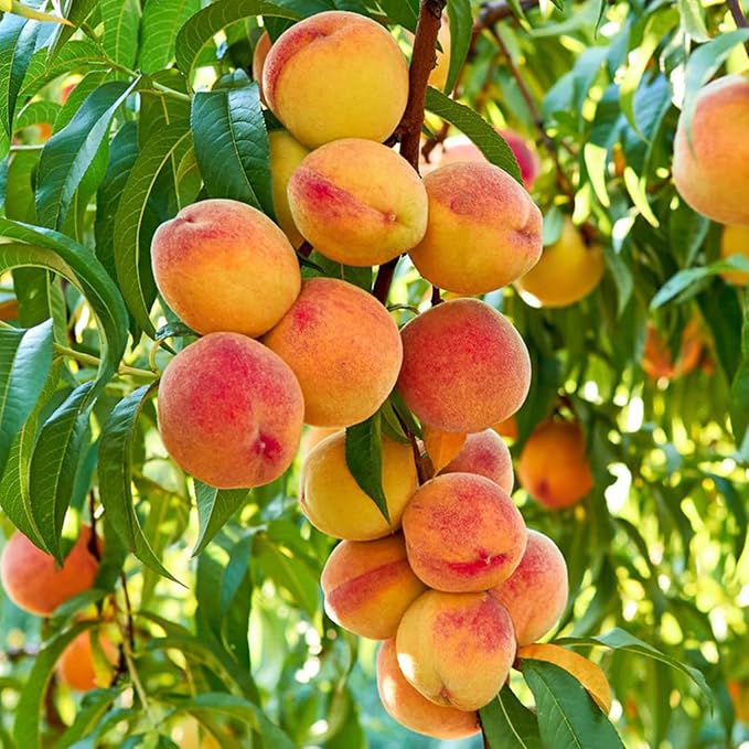 🍑Labai saldžios ir sultingos persikų sėklos-LT