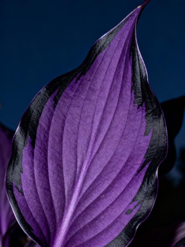 💥Vroča razprodaja 2025 🌌Semena hoste Midnight Purple Heart, trajnice za vrt, ki ljubi senco-SI