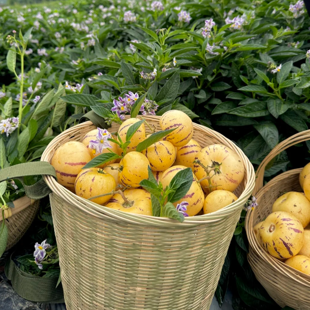 Ženšenio vaisių pepino meliono sėklos-Solanum Muricatum-LT