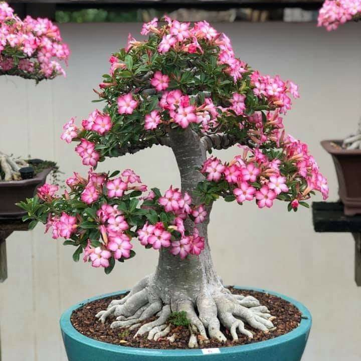 🎁Čebulice puščavskih vrtnic🌵Zelo enostavne za nego! 🌸Čebulice Adenium Obesum-SI