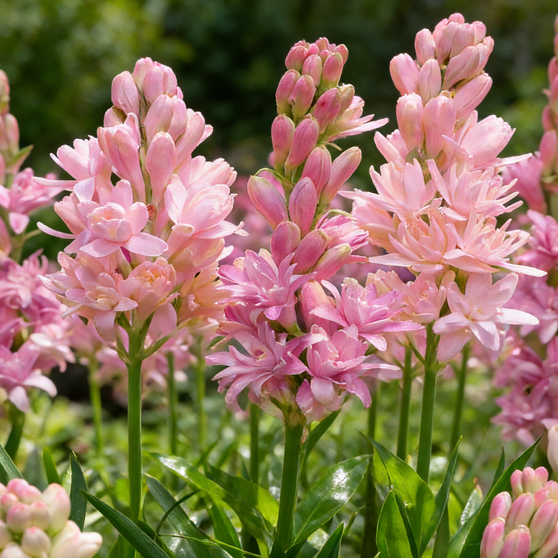 🌺Dvojno odišavljene čebulice tuberoze – Moon Garden Flower-SI