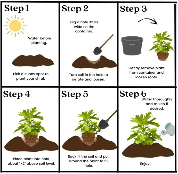🌱Πολυετής κερασιά🌱Εύκολη φύτευση και ιδανική για κάθε χώρο! | ΤΕΛΕΥΤΑΙΑ ΗΜΕΡΑ ΤΗΣ ΠΡΟΣΦΟΡΑΣ - 25% ΕΚΠΤΩΣΗ🔥-GR