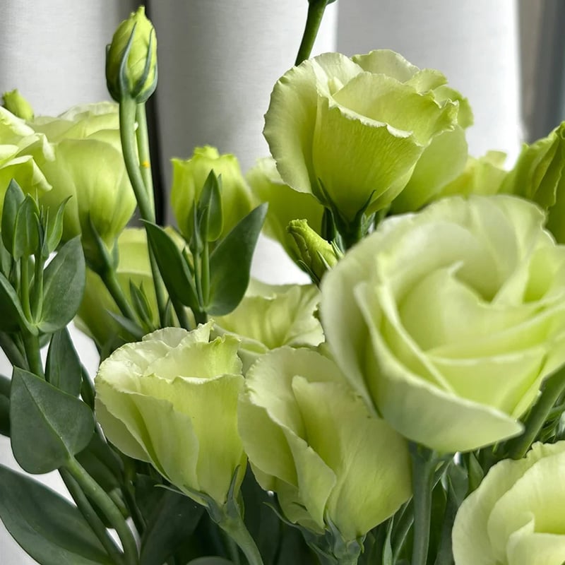 🔥Zadnji dan prodaje💝Eustoma Thornless Rose💐Semena Lisianthusa-SI