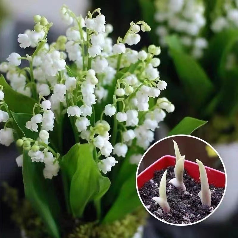 💐 PASLĖNIO LELIJA – ATĖJA LAIMĖ-LT