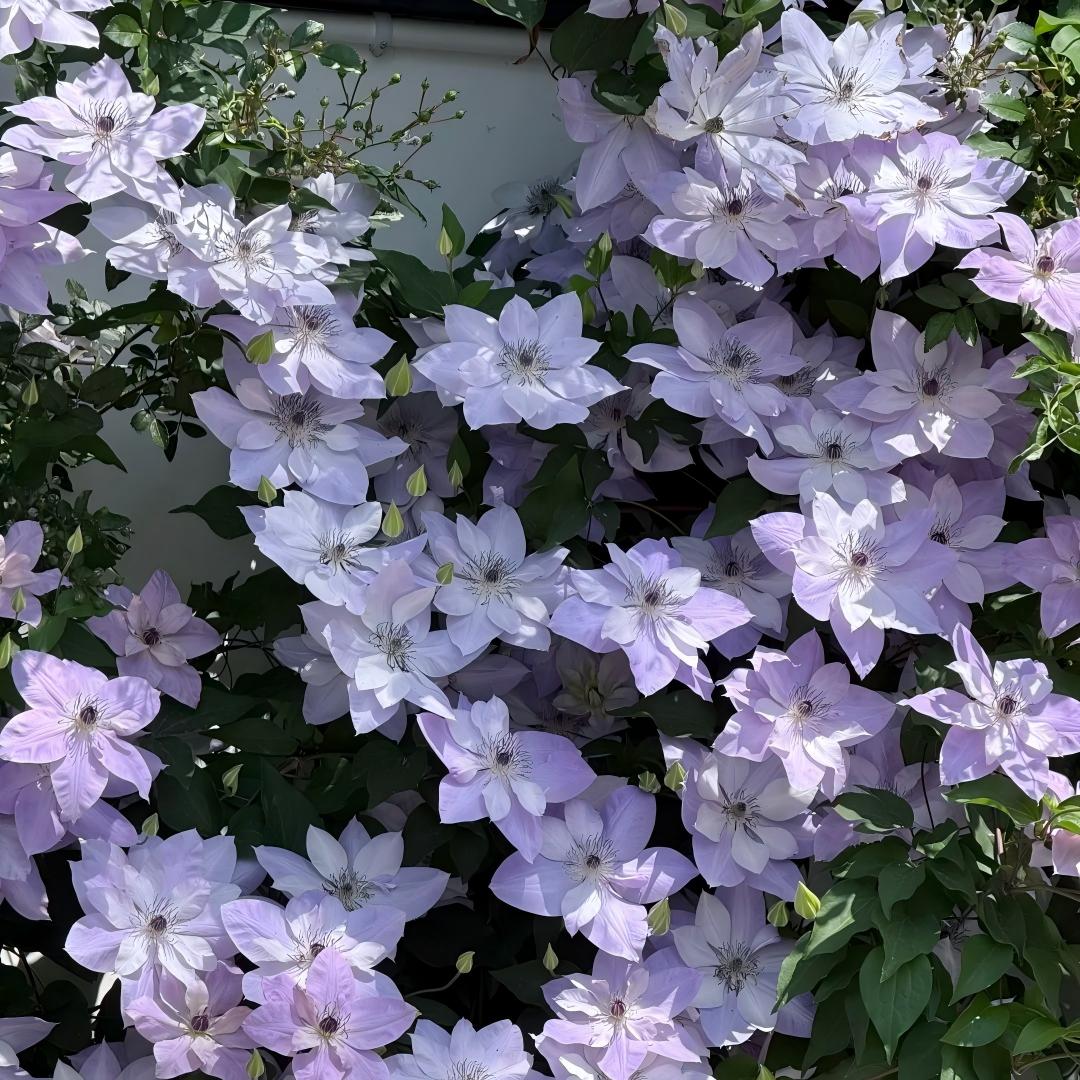 Σπόροι Clematis – η βασίλισσα των αμπελιών-GR