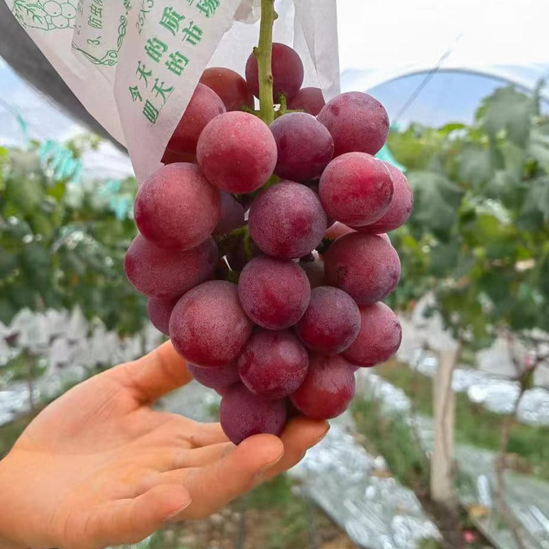 Omejena nova sorta – grozdna semena Queen Nina za sladke, sočne vrtne letine 🍇-SI