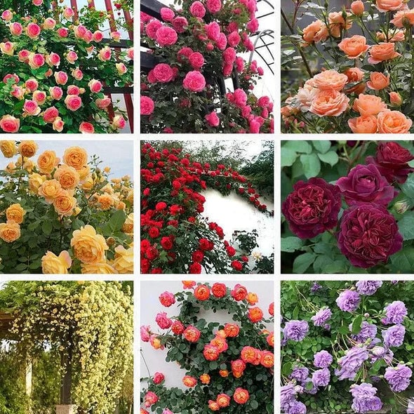 🌈 Vrhunske plezalne vrtnice 🌹 Hitro rastoče, enostavne za nego in zelo dišeče ✨ Popolne za vsak vrt-SI