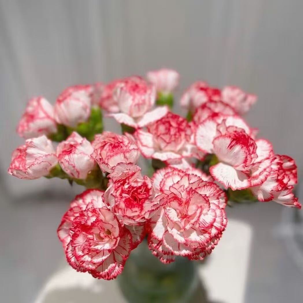 Dišeči vrtni čar – Gojite klasične nageljne, ki navdušijo vsako sezono🌺-SI