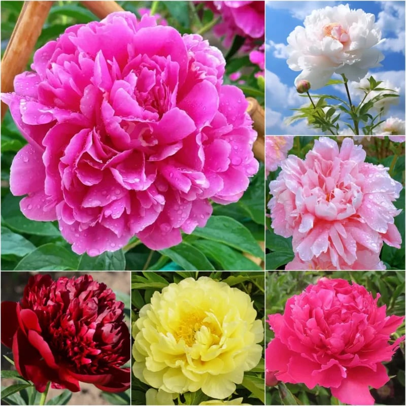 🔥PASKUTINĖ DIENA 45% NUOLAIDA🌺GĖLIŲ KARALIENĖ - DVIGUBA PUTŲ FORMA-LT