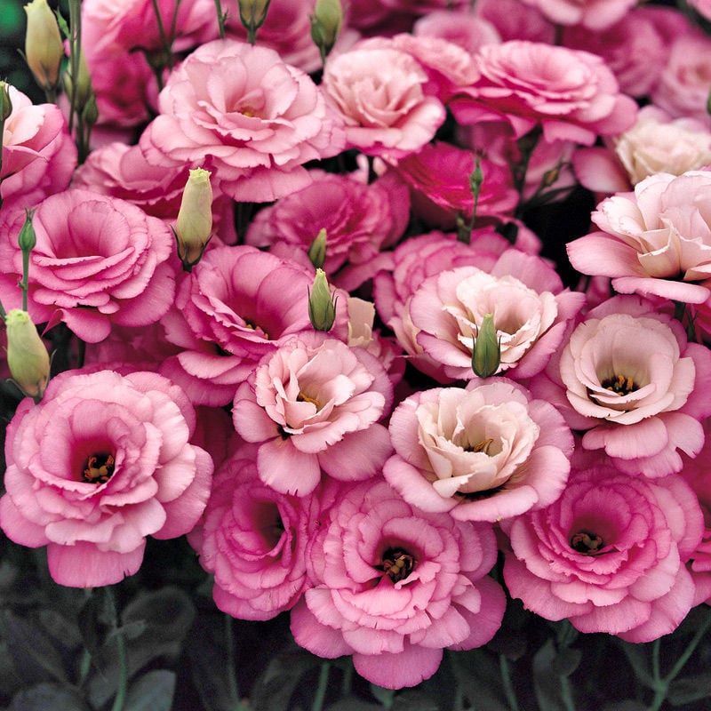 🔥Zadnji dan prodaje💝Eustoma Thornless Rose💐Semena Lisianthusa-SI