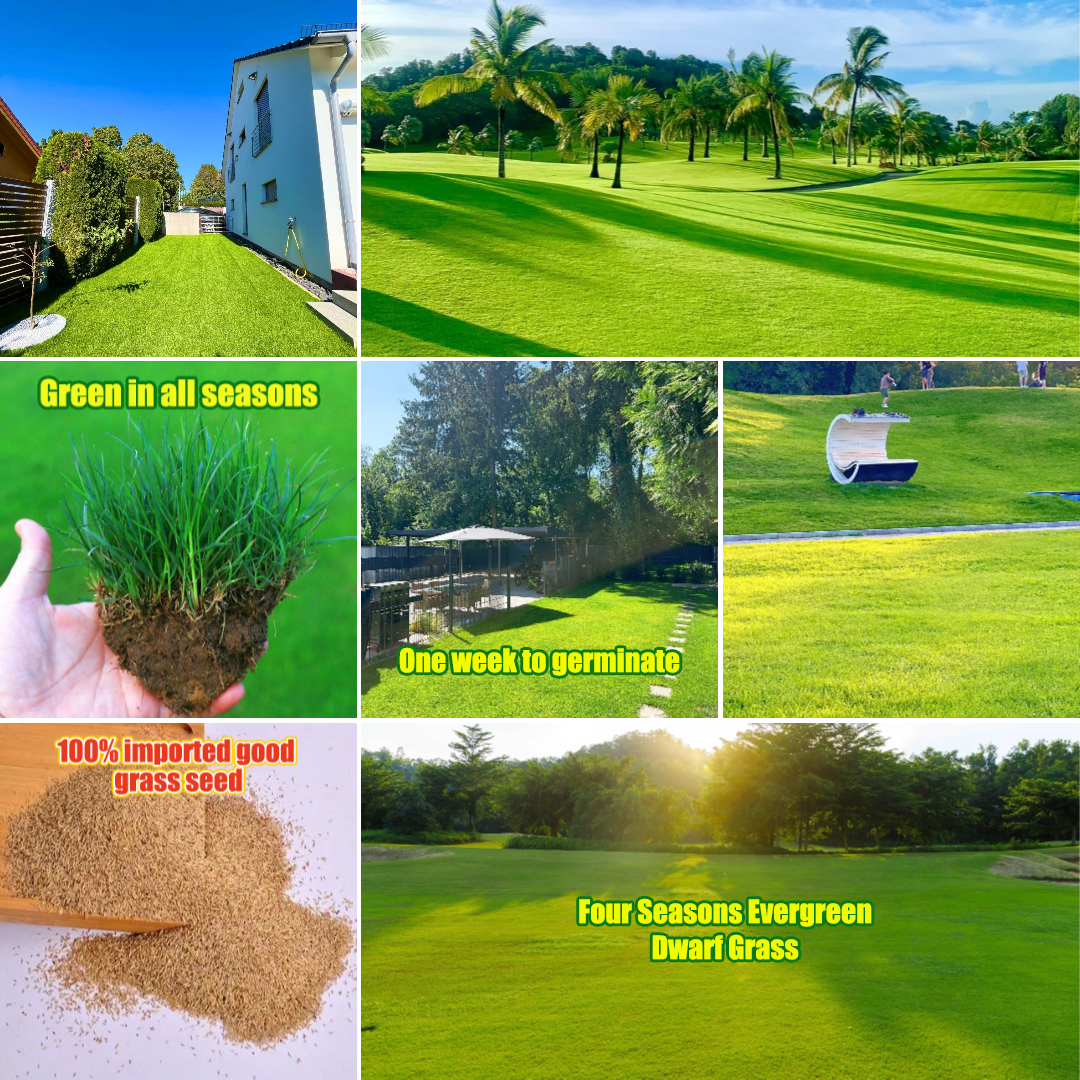🌱 Four Seasons visžalių žemaūgių žolių sėklos | Sukurkite tobulą veją čia!-LT