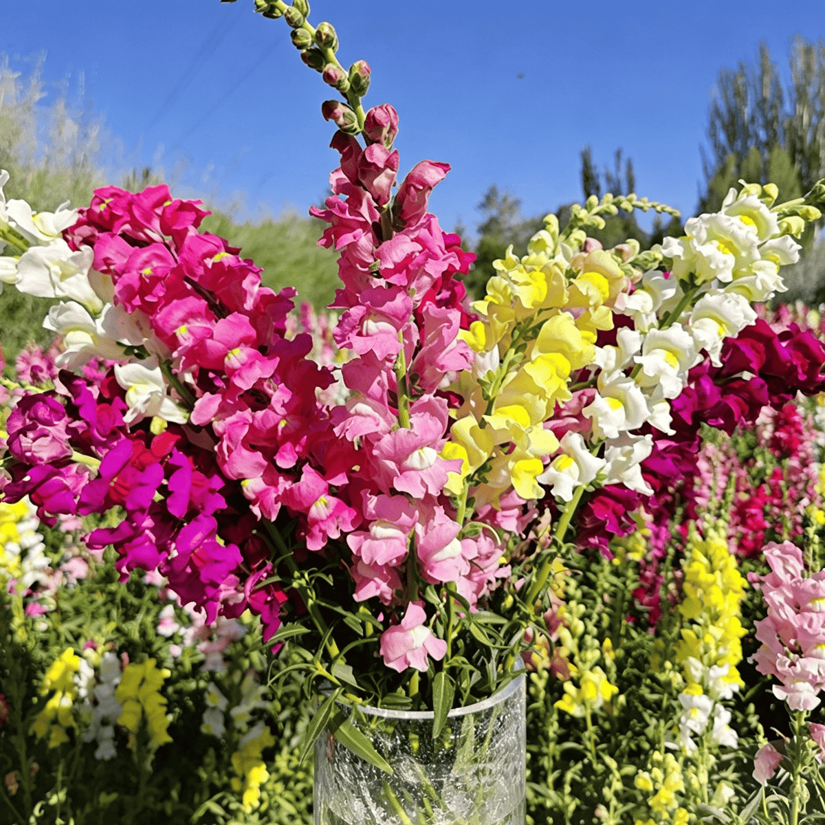 Semena rože Royal Garden Snapdragon – izbira vrtnarjev za visoke, pisane cvetove za rezano cvetje 🌸-SI